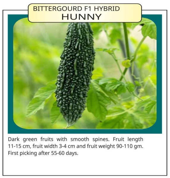 Bittergourd F1 Hybrid Hunny