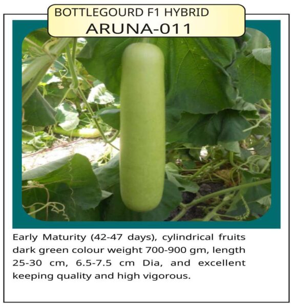 Bottlegourd F1 Hybrid Aruna – 11