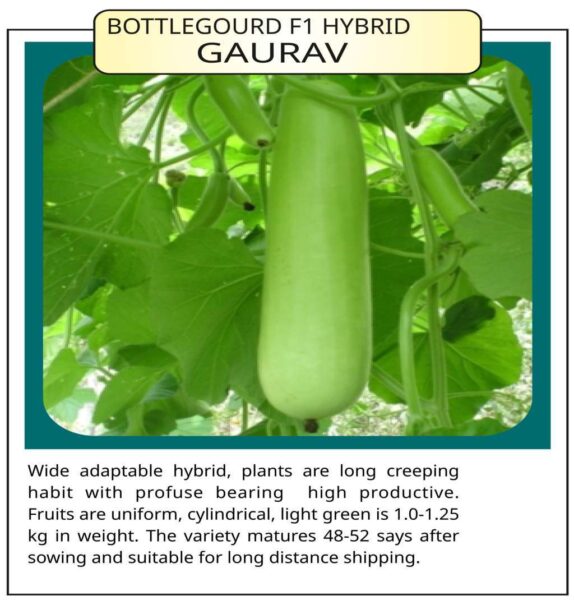 Bottlegourd F1 Hybrid Gaurav