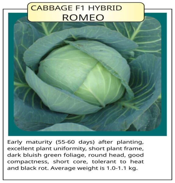 Cabbage F1 Hybrid ROMEO
