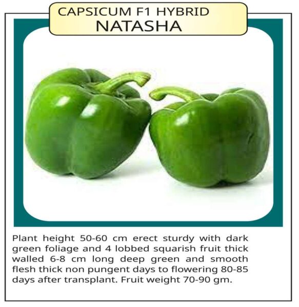 Capsicum F1 Hybrid Natasha