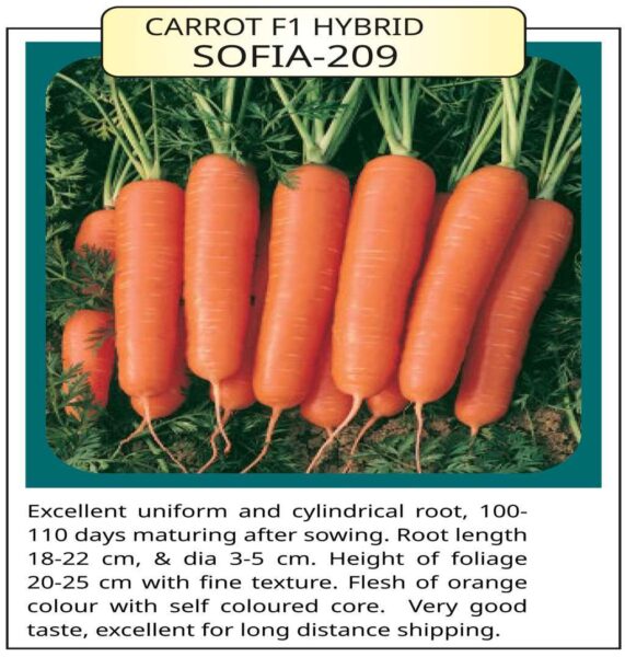 Carrot F1 hybrid Sofia – 209