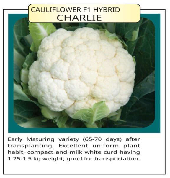 Cauliflower F1 Hybrid Charlie