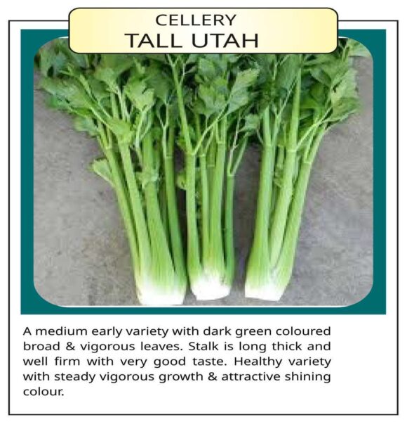 Cellery Tall Utah