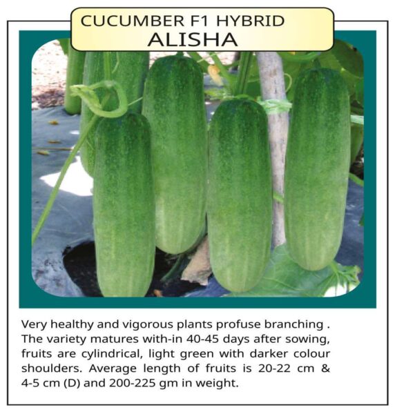 Cucumber F1 Hybrid Alisha