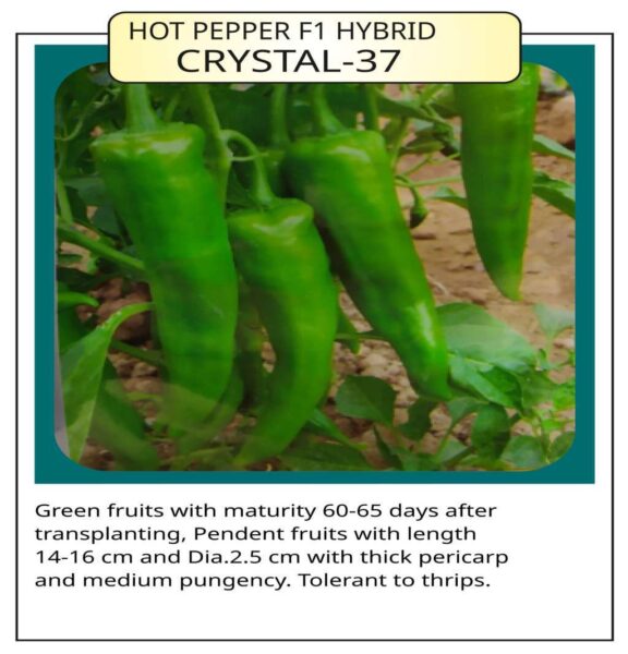 Hot Pepper F1 Hybrid Crystal 37