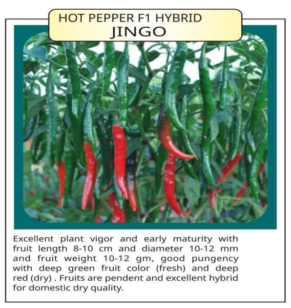 Hot Pepper F1 Hybrid Jingo