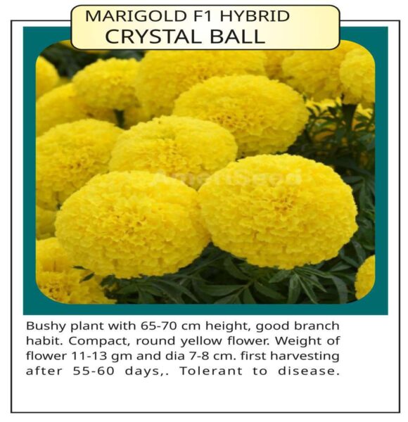 Marigold F1 Hybrid Crystal Ball