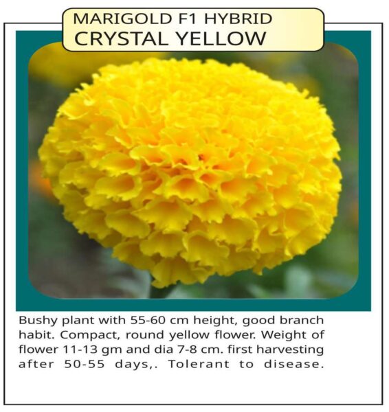 Marigold F1 Hybrid Crystal Yellow