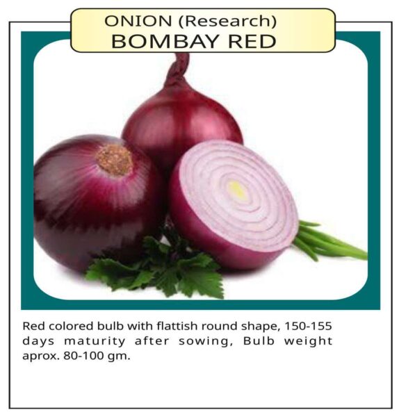 Onion (Research) Bombay Red