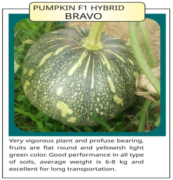 Pimpkin F1 Hybrid Bravo