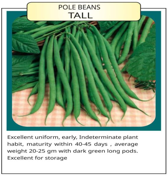 Pole Beans Tall