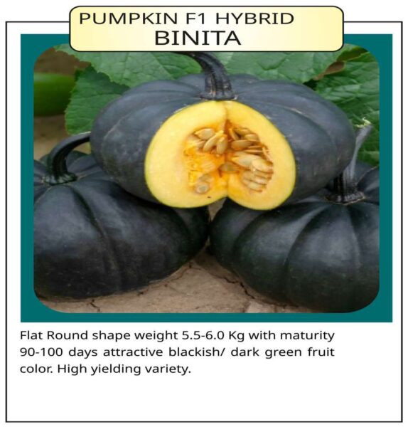 Pumpkin F1 Hybrid Binita