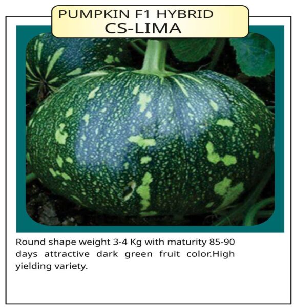 Pumpkin F1 Hybrid CS-Lima