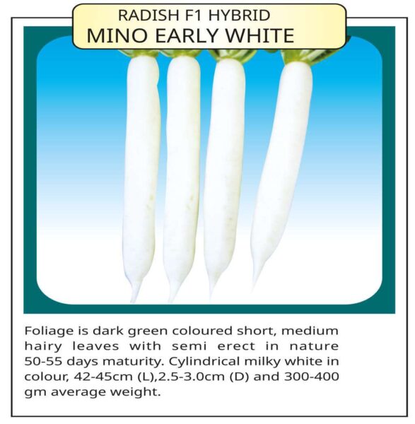 Radish F1 Hybrid Mino Early White
