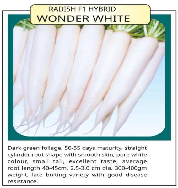 Radish F1 Hybrid Wonder White