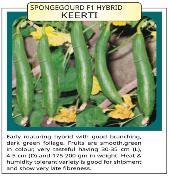 Spongegourd F1 Hybrid Keeti