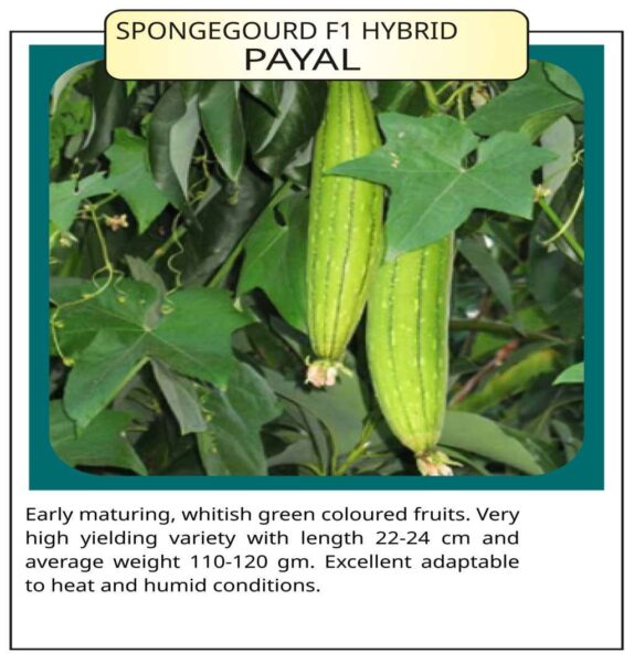 Spongegourd F1 Hybrid Payal