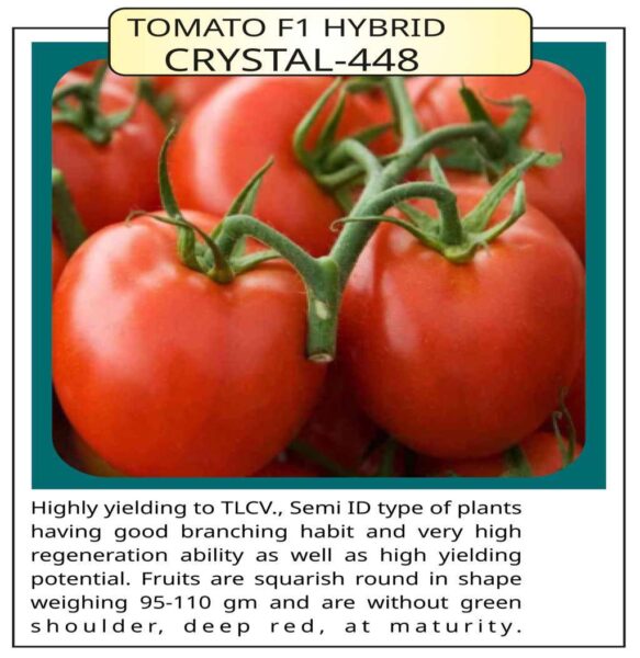 Tomato F1 Hybrid Crystal – 448